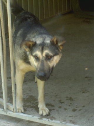STARKY CROISE HUSKY BERGER ALLEMAND MALE Pict0111