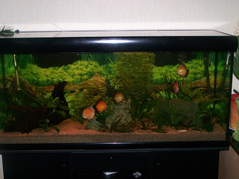mon nouvel aquarium 100_0810