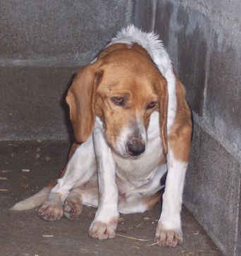 79 - VIOLINE, femelle BEAGLE tricolore Beagle11