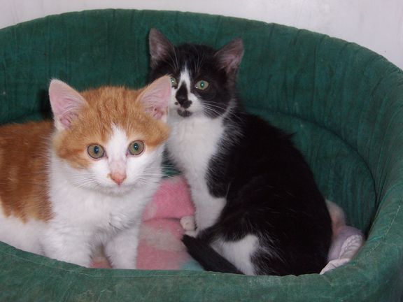 chatons noir et blanc et roux et blanc Chaton10