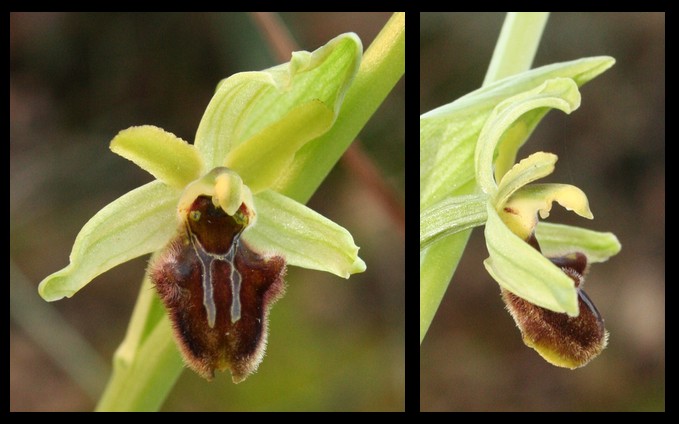 Ophrys aranifera massiliensis ( Ophrys de Marseille ) 2007-013