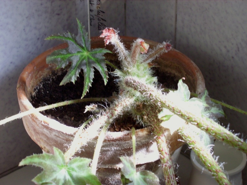 Begonia heracleifolia (rhizomateux)* Imgp2212