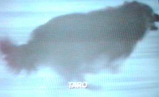 chiens - ANTARCTICA Taro11