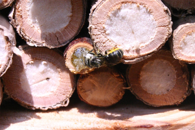 Wilde bijen en wespen 2006 Tronke11