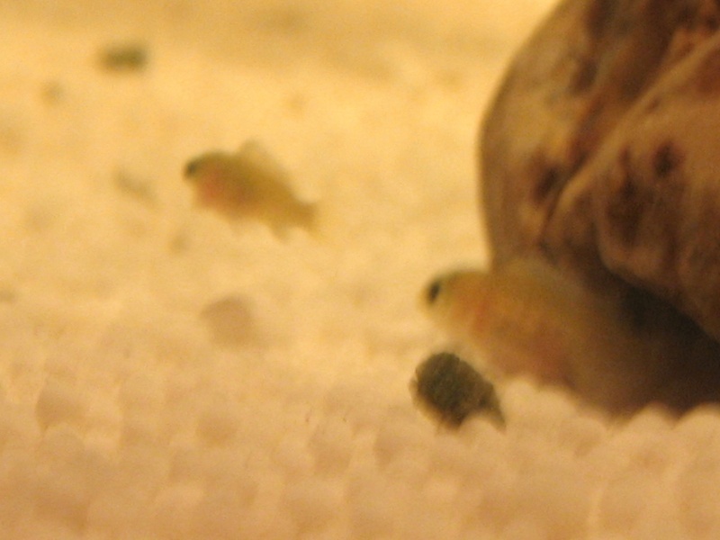 petits labidochromis caeruleus Img_1711