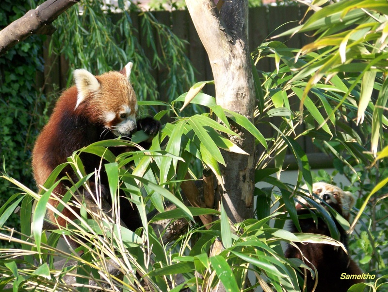 Le panda roux (Ailurus fulgens fulgens ) 100_2113