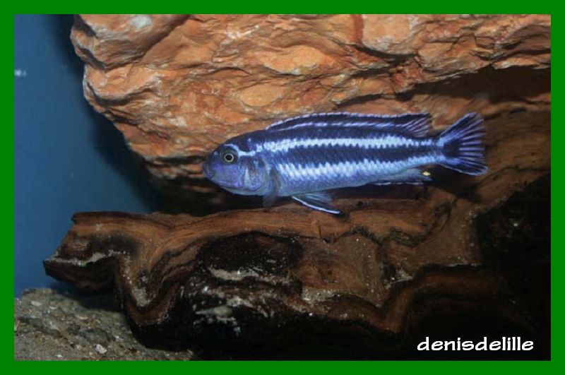 Melanochromis cyaneorhabdos (ex maingano) Melano13