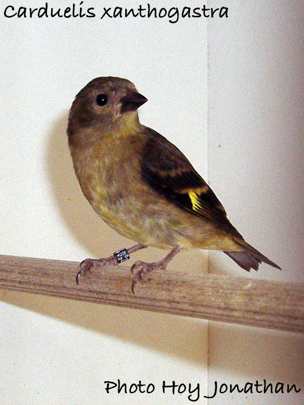 Le Tarin à Ventre Jaune, Carduelis xanthogastra P1010512