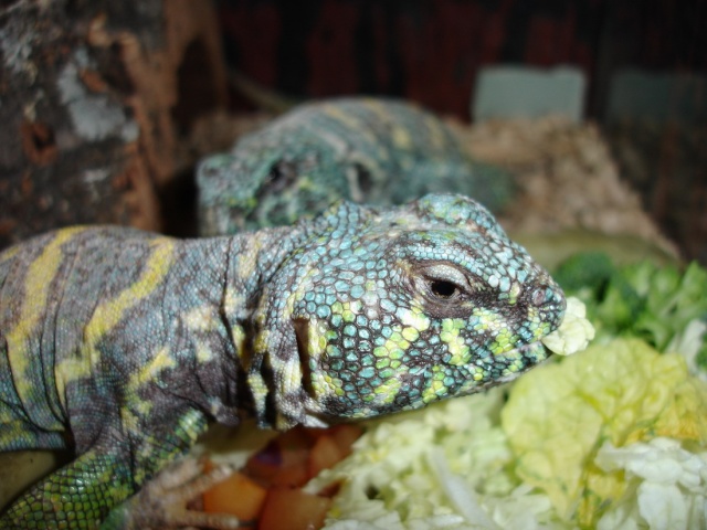 Mon trio...Uromastyx Ornata Dsc02011