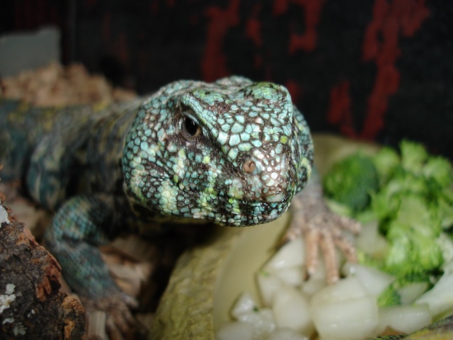 Mon trio...Uromastyx Ornata Dsc02012