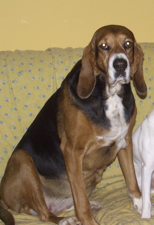 CAMILLA, croisée beagle/franco anglais femelle, 6 ans (85)..(filleule de Patricia) 703d2610