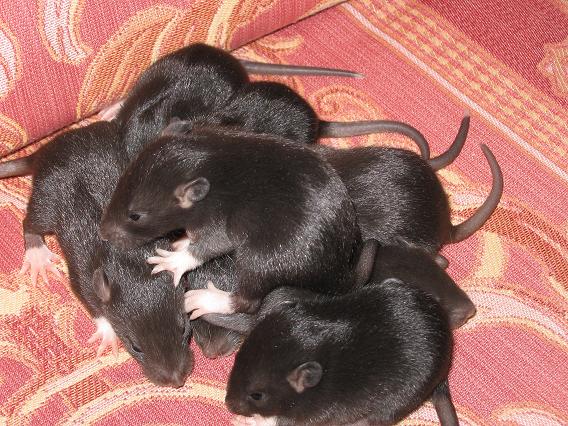 Bébés rats ... Photo_11
