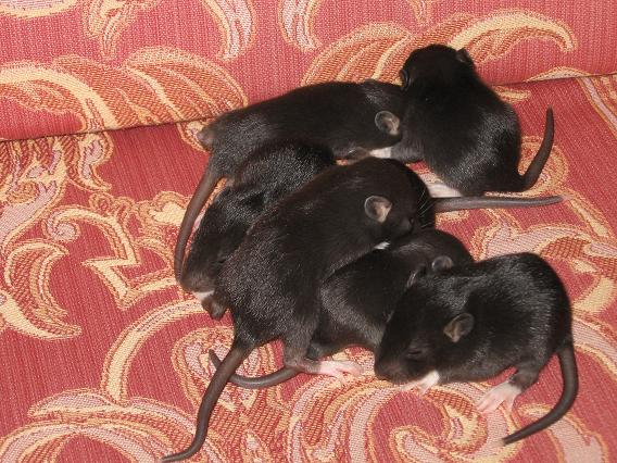 Bébés rats ... Photo_14