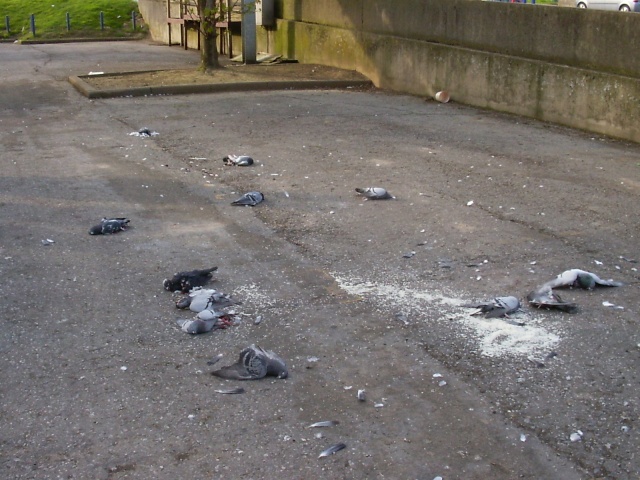 (B)Monsieur P....,le tueur de pigeons devant les tribunaux 04050016