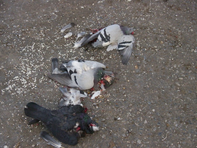 (B)Monsieur P....,le tueur de pigeons devant les tribunaux 04050018