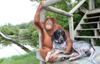 UNE SUPERBE HISTOIRE D'UN SINGE ET D'UN CHIEN.. Att00010