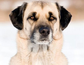 Deux molosses dévorent les petits chiens d'un médecin! Berger10