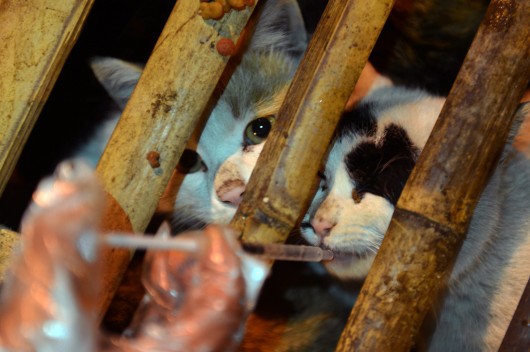 1.000 chats promis à la casserole sauvés après un accident ! Chines10