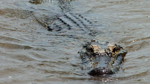 Des milliers de crocodiles s'échappent d'une ferme ! Crocro10