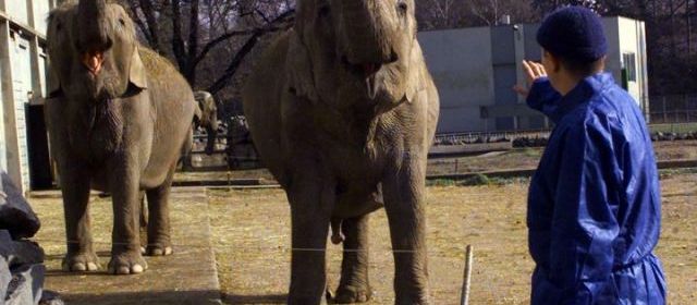 demande de grâce présidentielle pour deux éléphantes  Gracea10