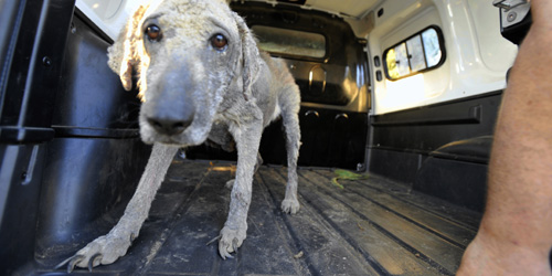 France/Perpignan Les 45 chiens enfermés sans nourriture ! Une510