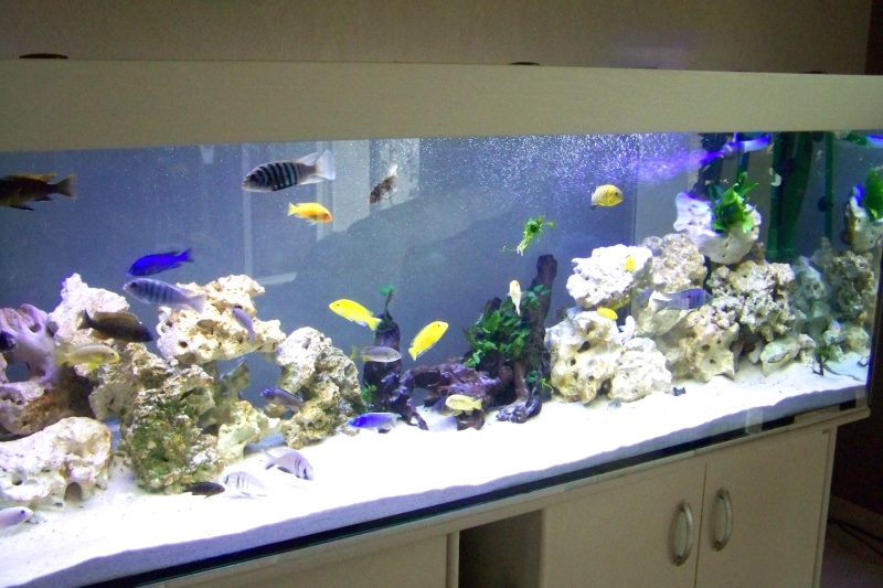 600 litres haplochromis et m'bunas (daniele) Bac_310