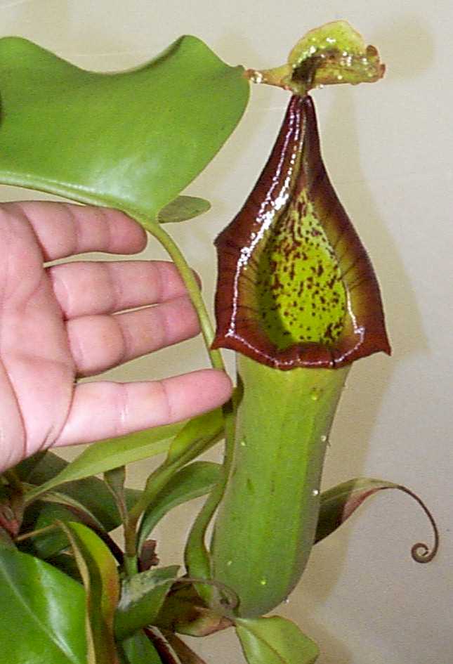 nepenthes truncata Ntru210