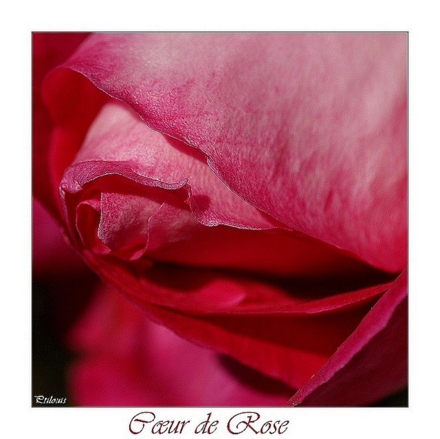 Coeur de rose Ds64012