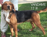 Vandame, croisé beagle 6 ans (dép86) refuge SPA de Poitiers. 1720r210