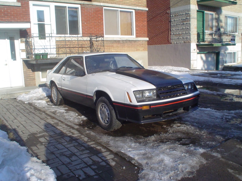 mustang - Ma nouvelle acquisition , Cobra 1980 Dsc08110