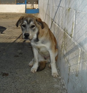 URGENT: chiot X Husky + co-voiturage Louvière/ Paris Dsc01511