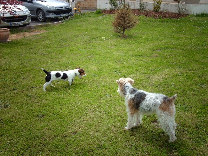 Fox Terrier à poil dur Img_0310