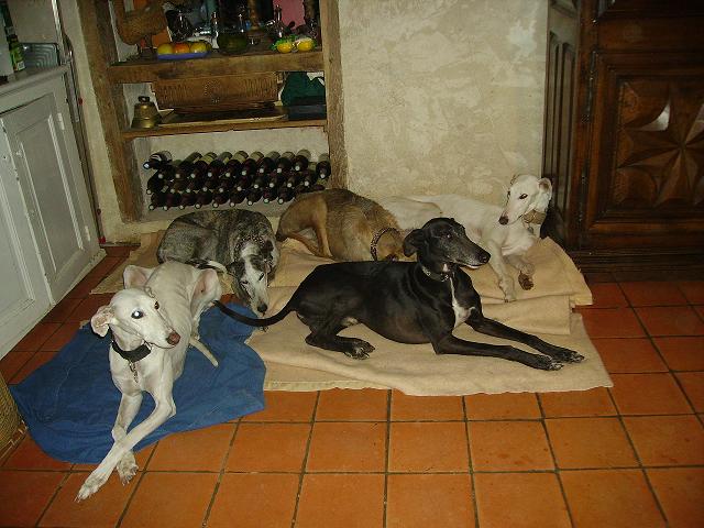 TOURRAINE : CLAUDIO galgo de 4 ans Tapis_10