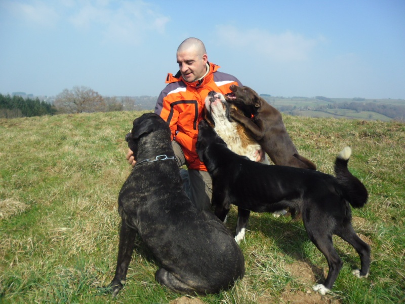 BURT (cane corso) - Page 2 Nouvea13