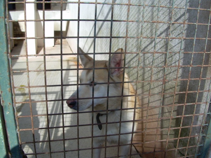 SHEENA, femelle husky rousse de 4 ans S110