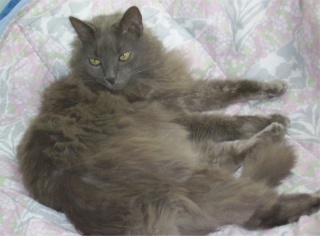 Mozart dit Gaston + de 6 ans Angora gris magnifique Gaston10