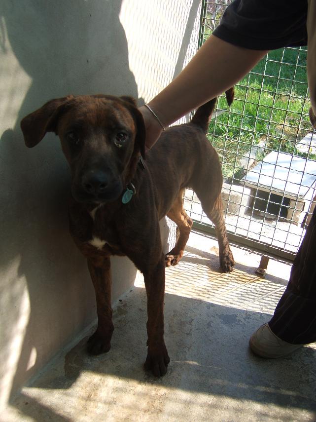 TILIAN MALE X BOXER 15 MOIS 2007_013