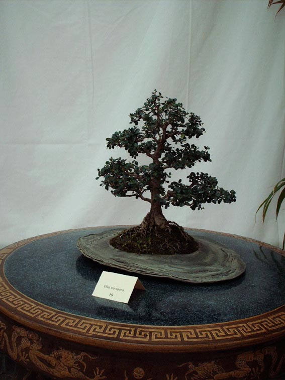 LODDER portes ouvertes 2007-les bonsai Elaegn10