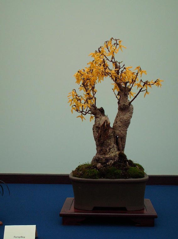 LODDER portes ouvertes 2007-les bonsai Forsyt10
