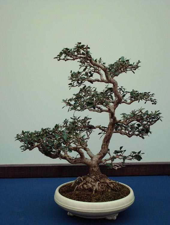 LODDER portes ouvertes 2007-les bonsai Olivie10