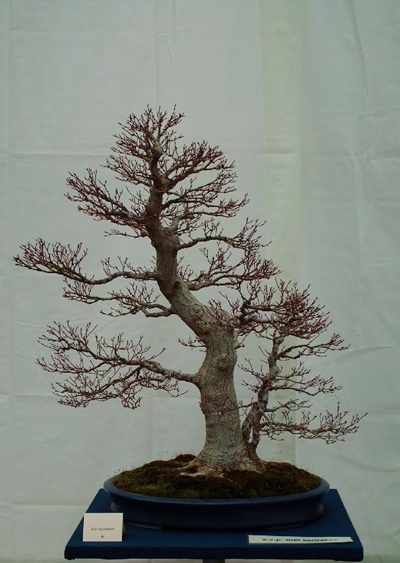 LODDER portes ouvertes 2007-les bonsai Palmat10