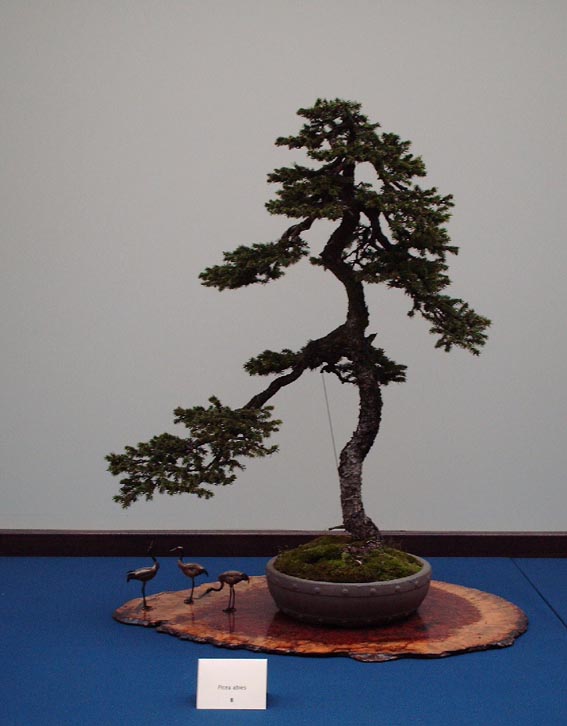 LODDER portes ouvertes 2007-les bonsai Picea10