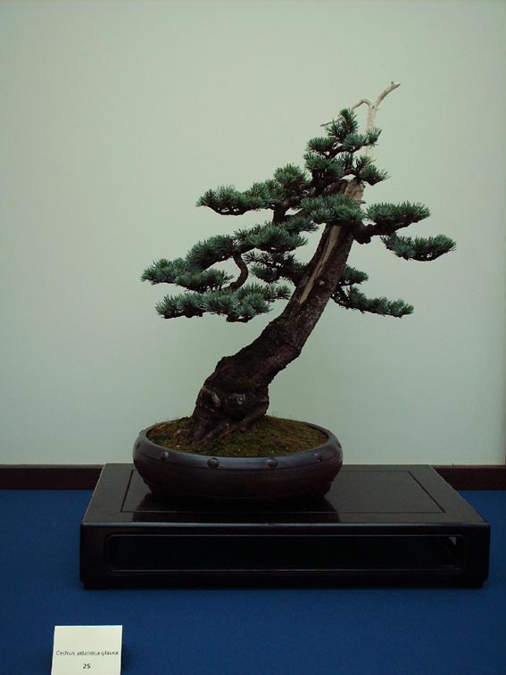 LODDER portes ouvertes 2007-les bonsai Pinus10