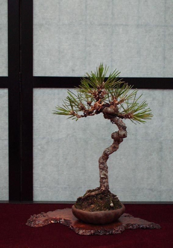 LODDER portes ouvertes 2007-les bonsai Pinus310