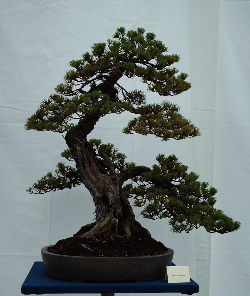 LODDER portes ouvertes 2007-les bonsai Pinus410