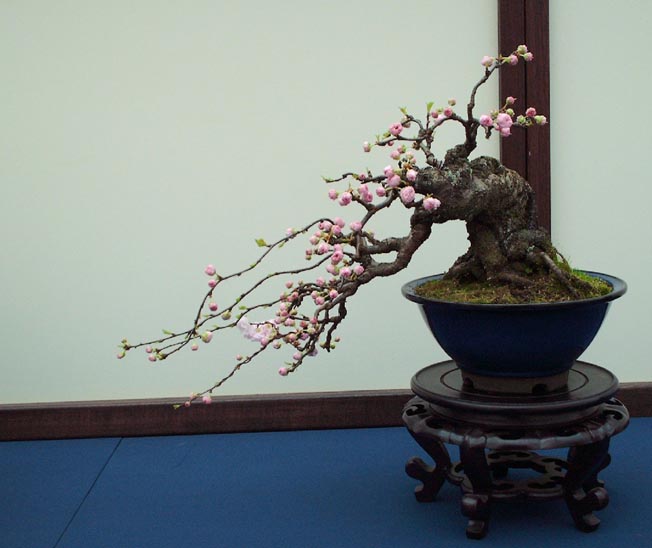 LODDER portes ouvertes 2007-les bonsai Prunus10