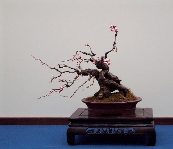 LODDER portes ouvertes 2007-les bonsai Prunus11