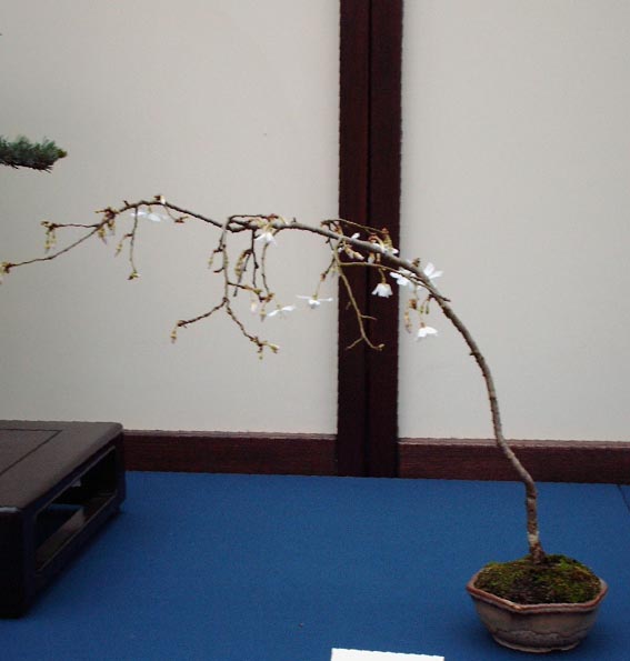 LODDER portes ouvertes 2007-les bonsai Sakura10