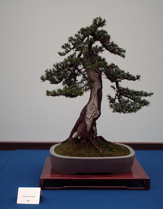 LODDER portes ouvertes 2007-les bonsai Taxus10