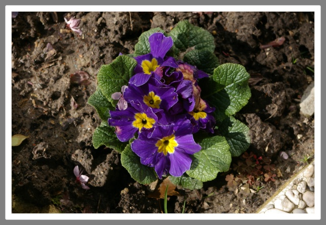 quelque photos du jardin cette anne Fleurs24